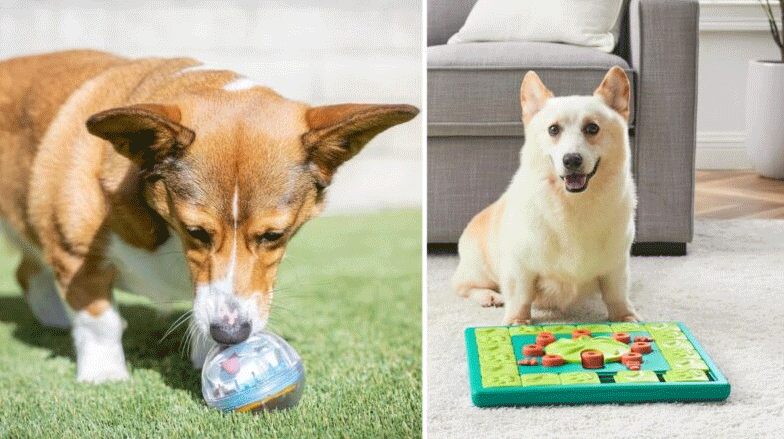 9 Genius Dog Puzzle Toys That Will Keep Your Pup Entertained for Hours (And Give You Some Peace!)