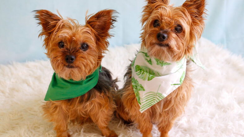 Adopt Jessie & Tuck