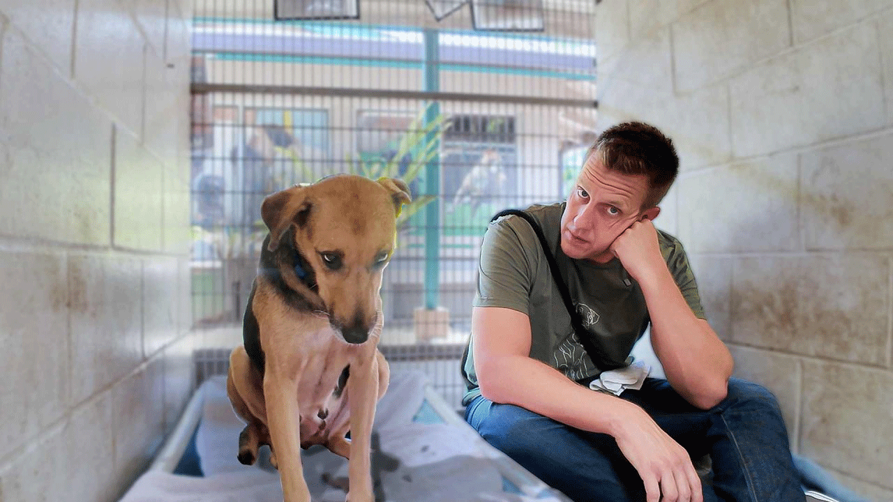 Sitting With Dogs 100 Dylan
