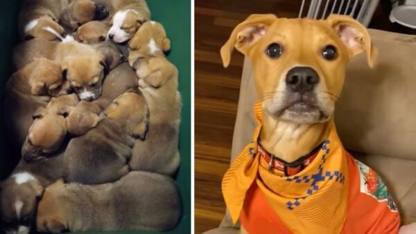 Dumped in a Container and Forgotten—This Puppy Is Still Waiting to Be Chosen