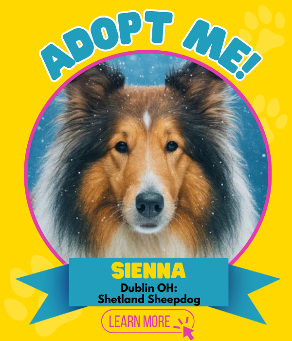 Adopt Sienna