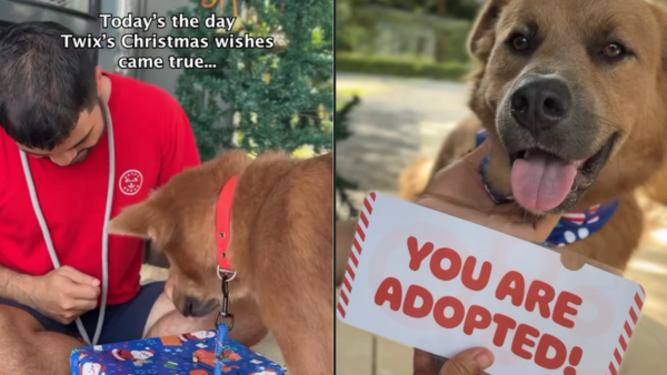Street Dog Born in Thailand Gets a Christmas Miracle