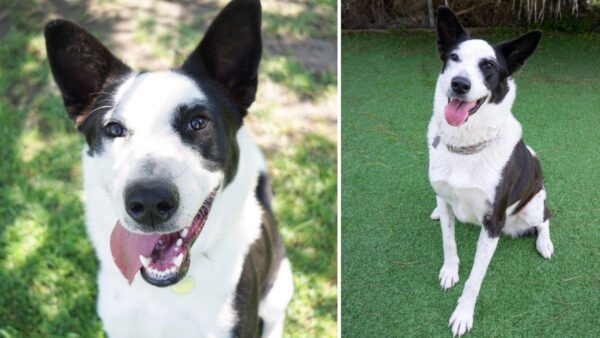 Tipperary Has Waited 4 Years—Now a Shelter's Biggest Underdog Gets One Last Chance