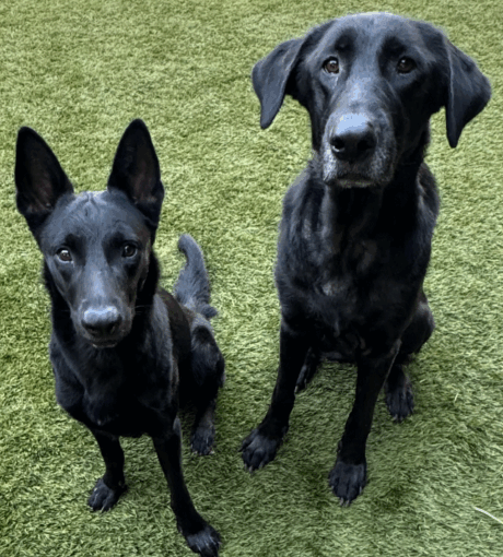 Adopt Bruce and Kylo