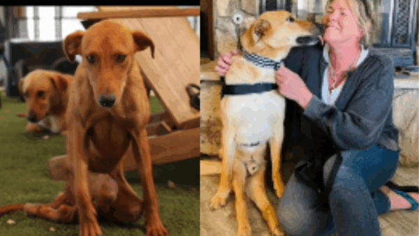 Paralyzed Dog Waited 3 Years—Then Got the Surprise of His Life