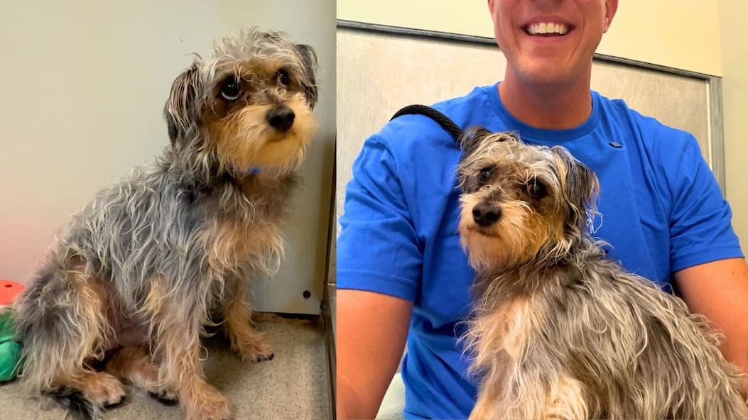 This Shelter Dog Had Completely Shut Down Until One Decision Changed His Life