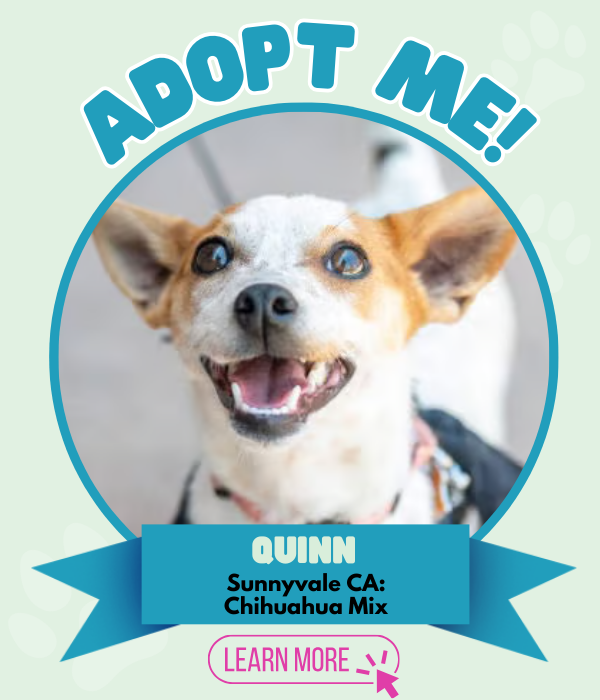 Adopt Quinn
