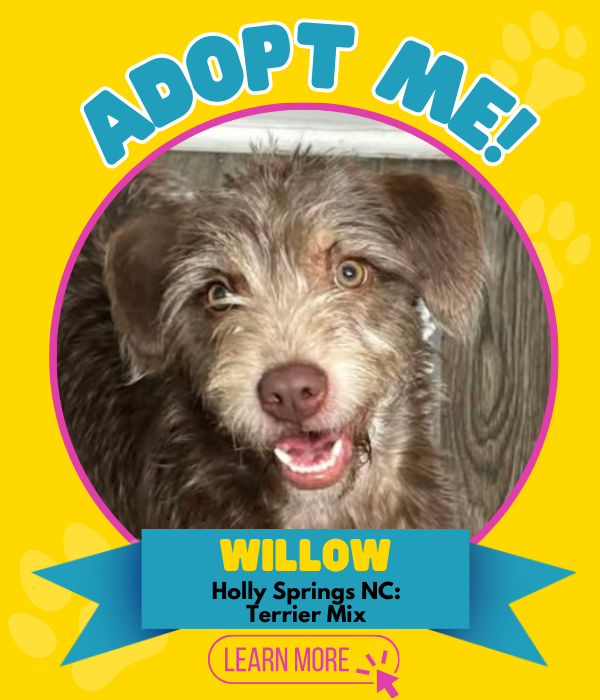Adopt Willow