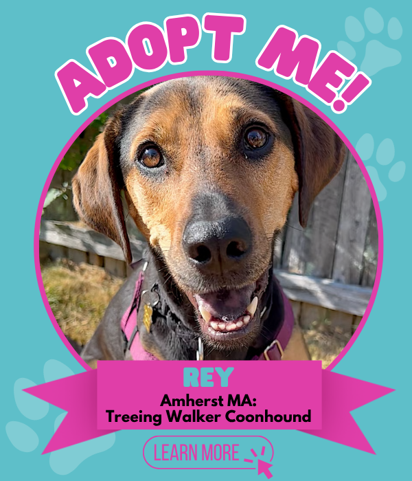 Adopt Rey
