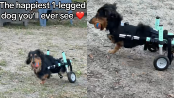 Heartwarming Video Captures a One-Legged Dachshund in a Wheelchair Playing Fetch Like a Pro 