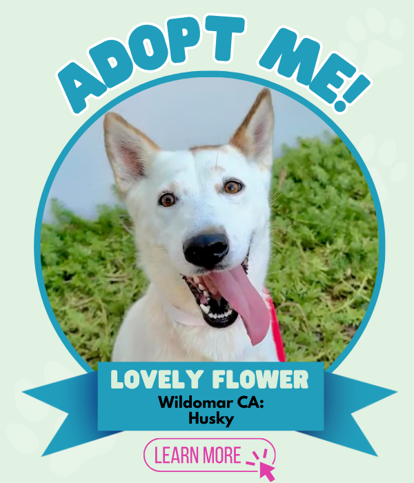 Adopt Lovely Flower