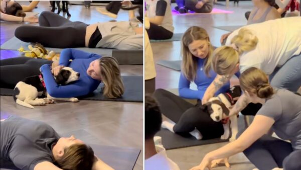 Woman Attends Puppy Yoga Class Just For Fun — What Happens Next Will Make You Cry Happy Tears