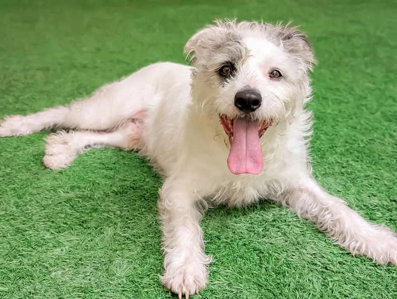 Adopt Mac
