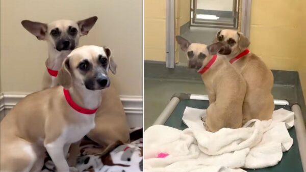 Chihuahua Sisters Huddled in the Shelter, Waiting for a Family That Never Came