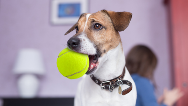 8 Squeaky Toys That Will Keep Your Dog Entertained for Hours