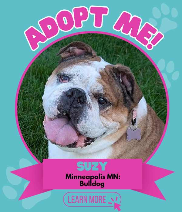 Adopt Suzy