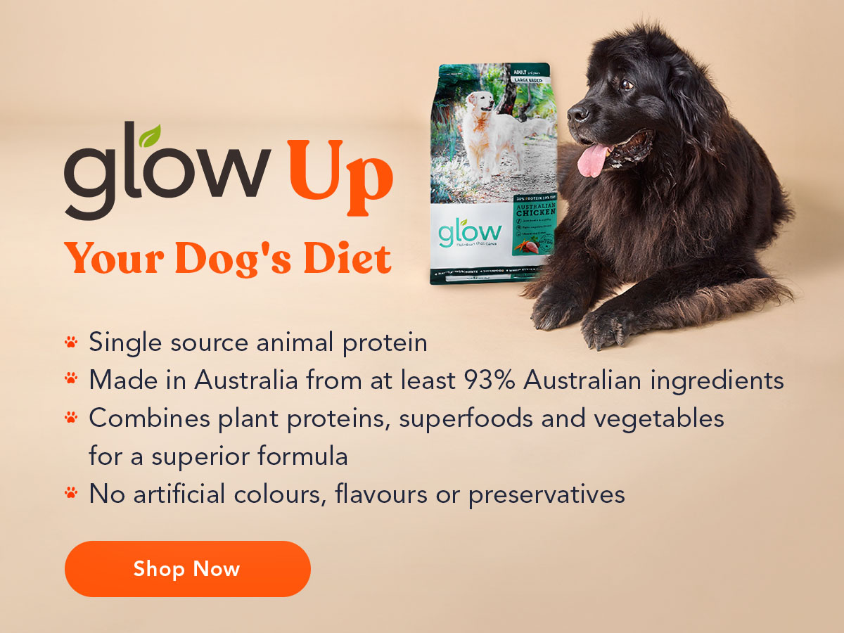 Glow Up Your Dog's Diet