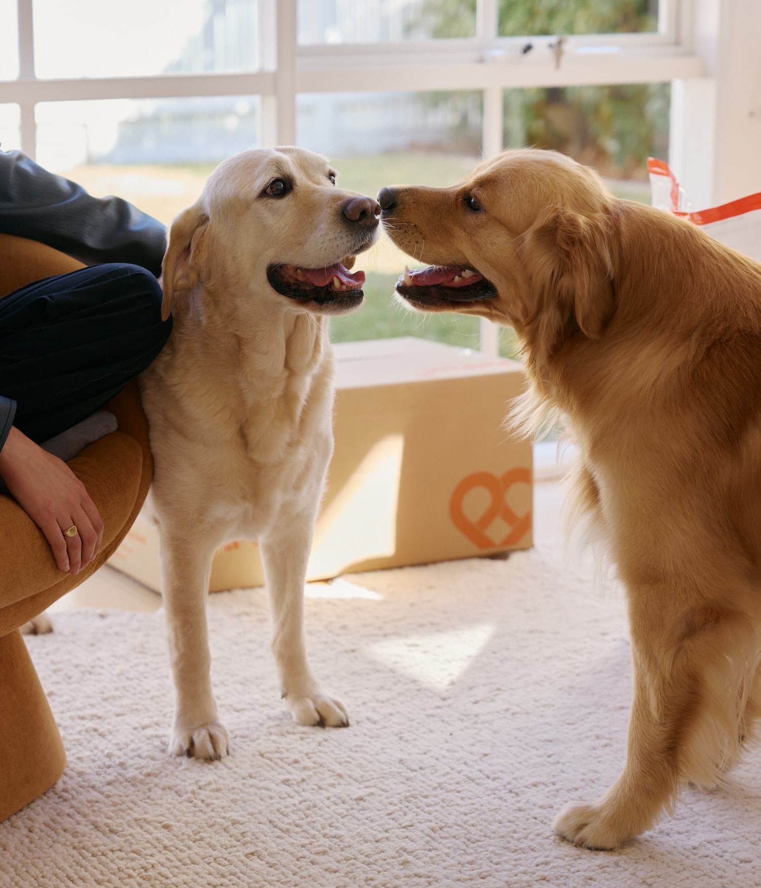 Hill's Prescription Diet T/D Dental Care Dry Dog Food