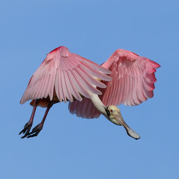 an image of a roseated spoonbill flying in the sky