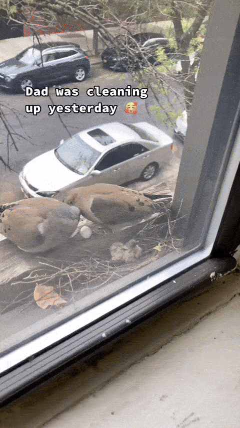 an image of a couple of birds sitting on top of a window sill an image of a couple of birds sitting on top of a window sill