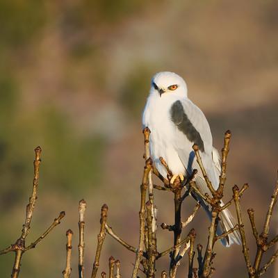 an image of a white bird sitting on top of a tree branch