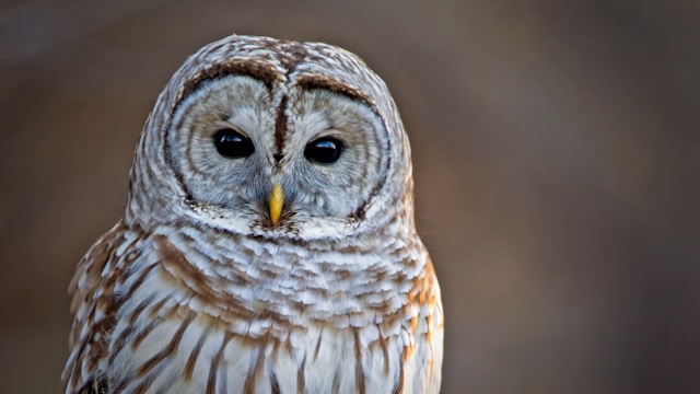 Bird of the week