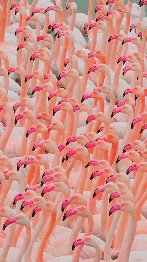 an image of a large flock of flamingos standing in a field