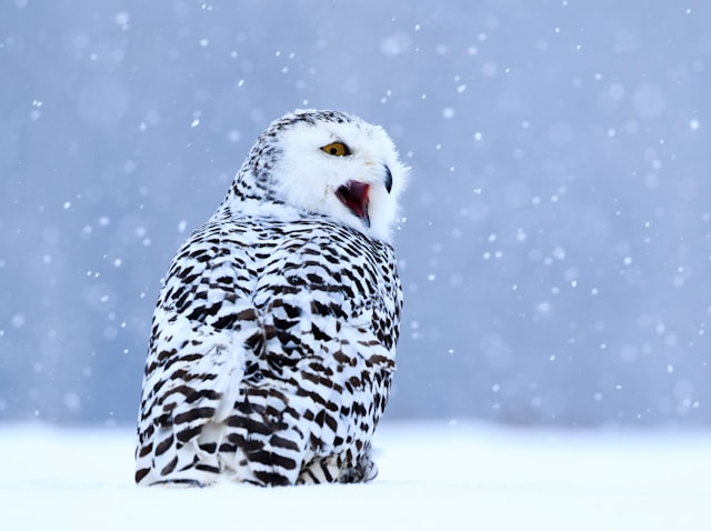 Owl