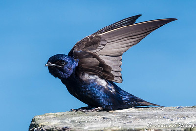 an image of a bird with its wings spread out on a wooden post an image of a bird with its wings spread out on a wooden post