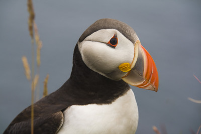 an image of a bird with a bright orange beak standing on a rock