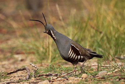 Bird of the week
