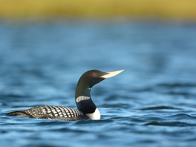 an image of a large bird floating on top of a body of water