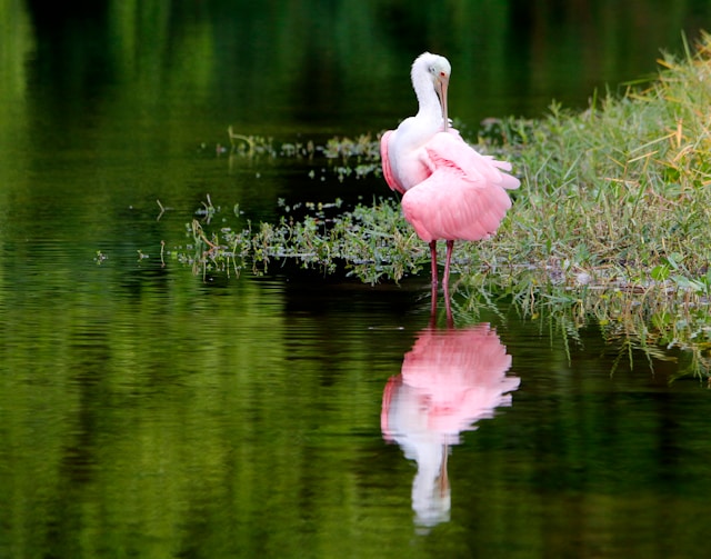 Bird of the week