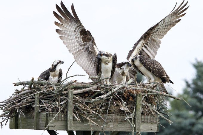 an image of a group of birds sitting on top of a nest