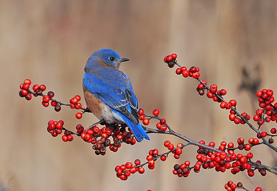 an image of a blue bird sitting on a branch of a tree