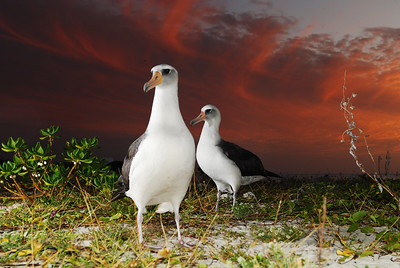 an image of two birds standing on the ground at sunset