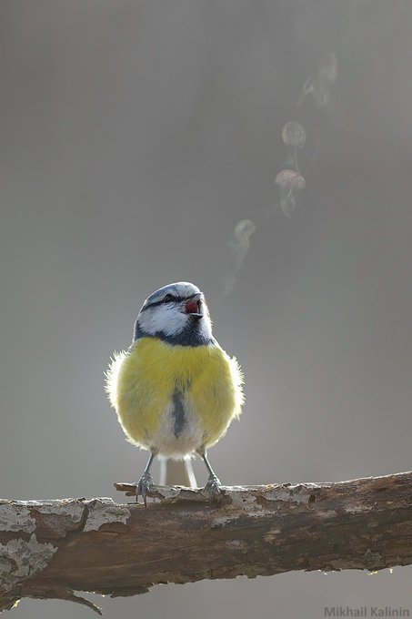 an image of a small bird sitting on a branch with smoke coming out of it