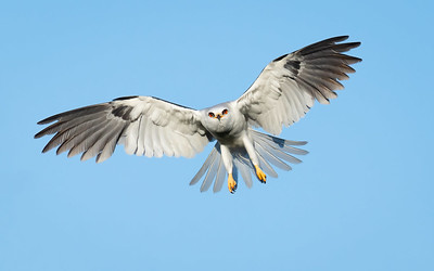 an image of a bird flying in the sky with its wings spread