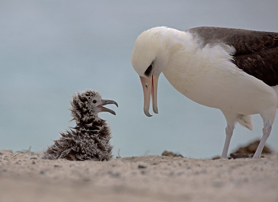 an image of a bird with a beak and a baby bird
