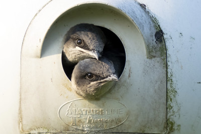 an image of two birds are sitting in a mailbox an image of two birds are sitting in a mailbox