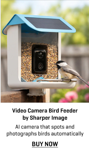 Video Camera Bird Feeder by Sharper Image