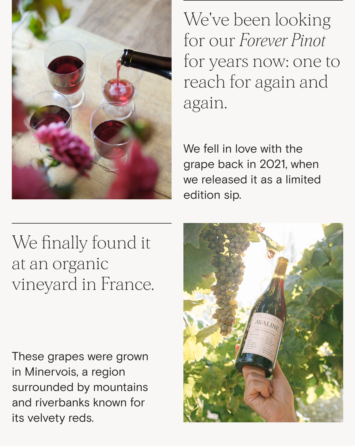 Introducing Our Forever Pinot