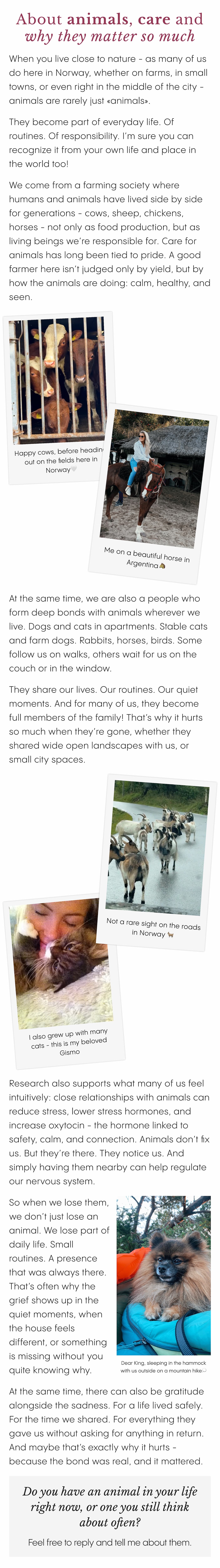 About animals, care and why they matter so much