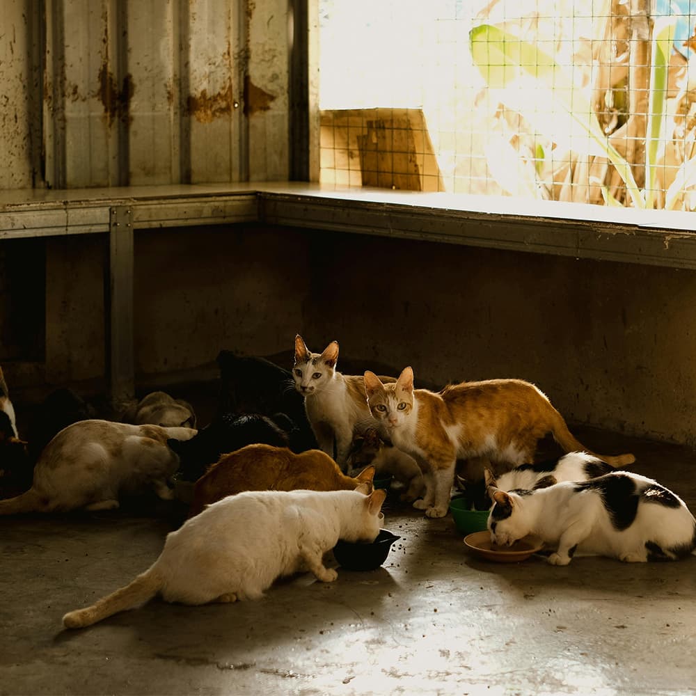 Rescue cats eating