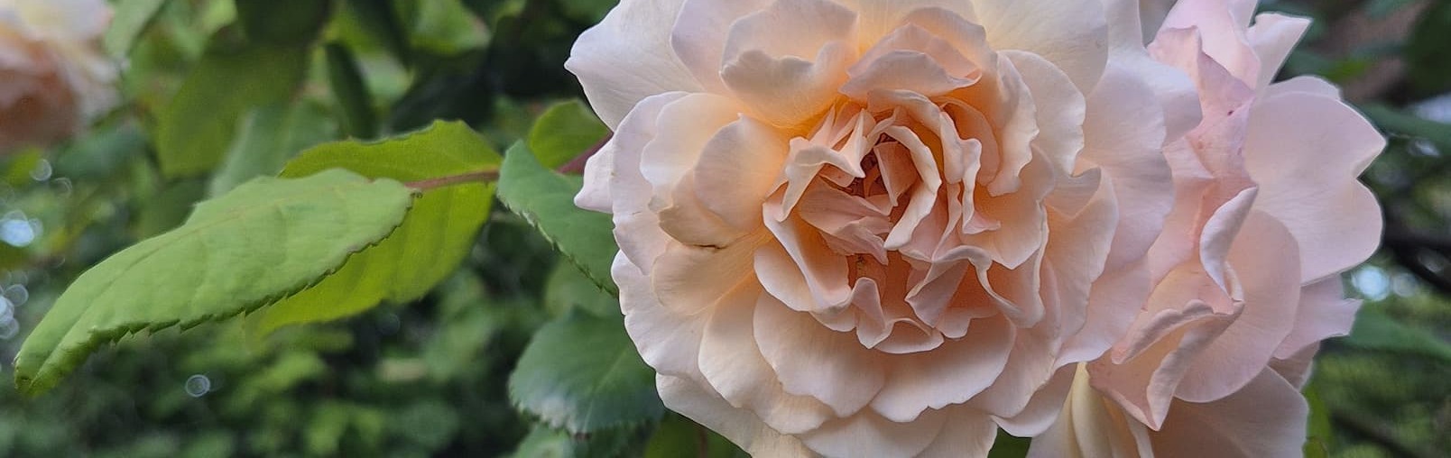 Roses in my garden