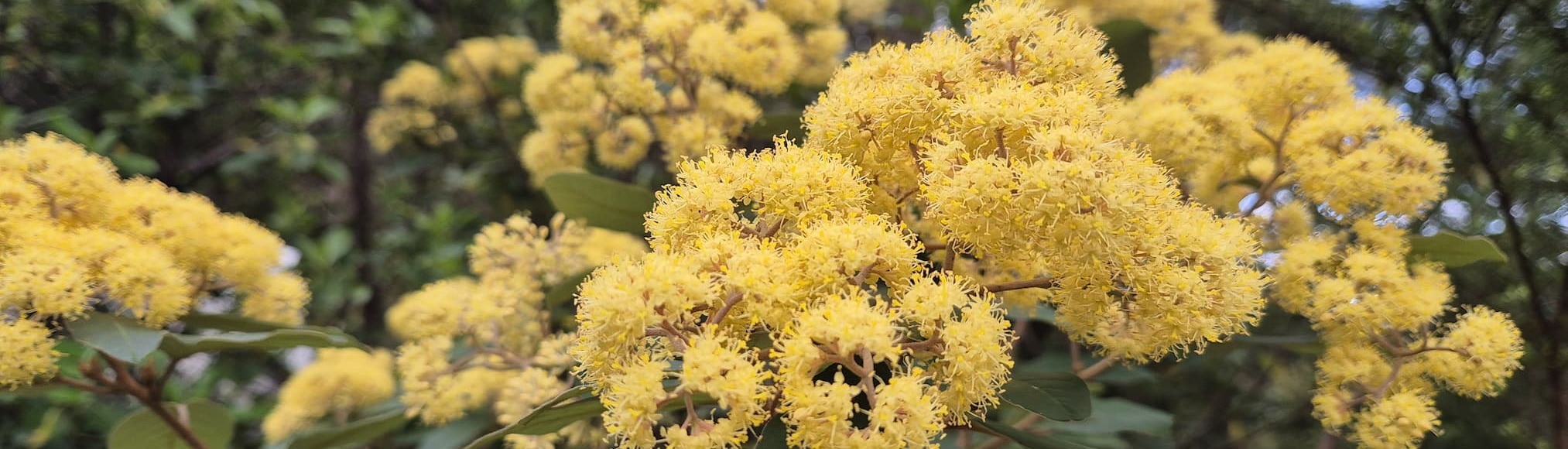 Kumarahou in flower