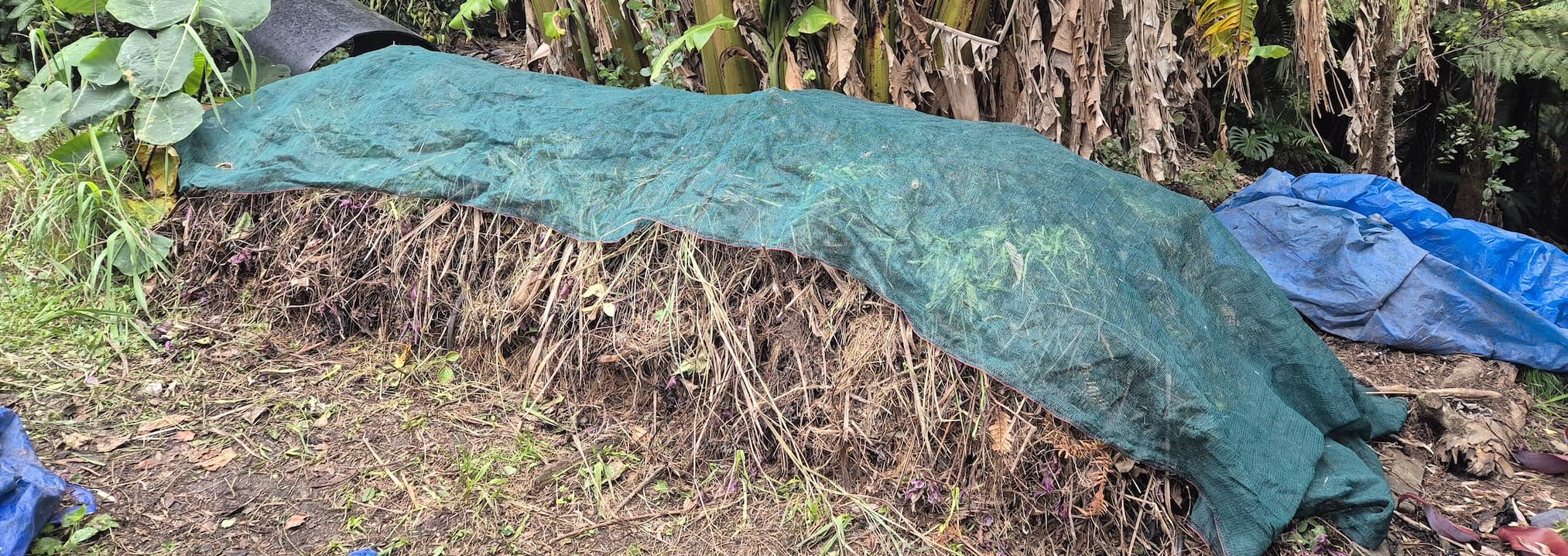 compost heap