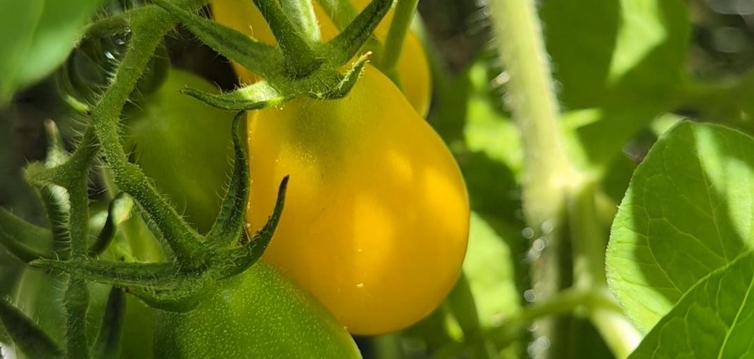 tomato in the garden