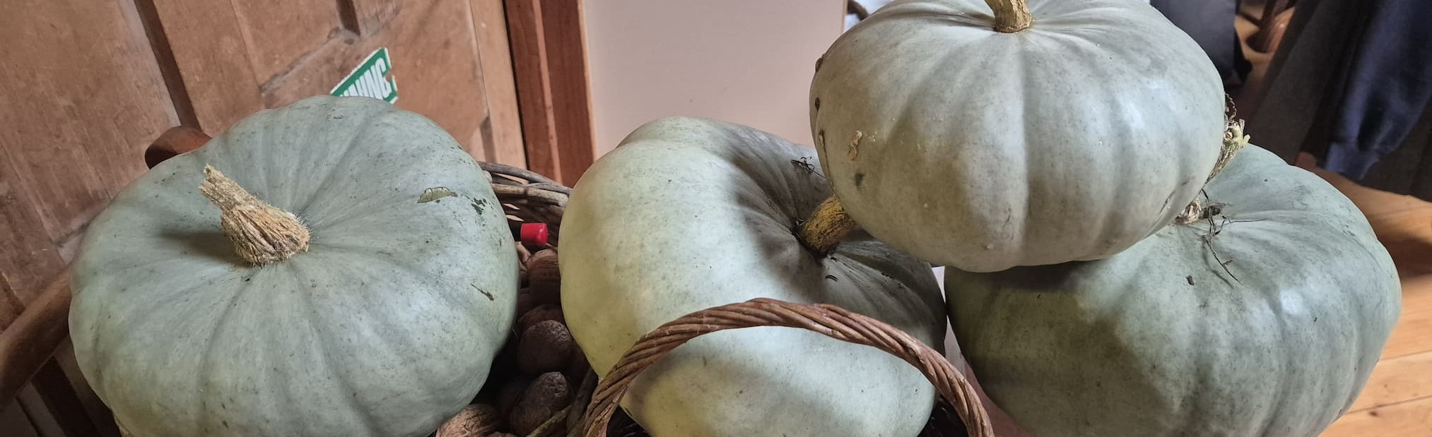 pumpkin harvest