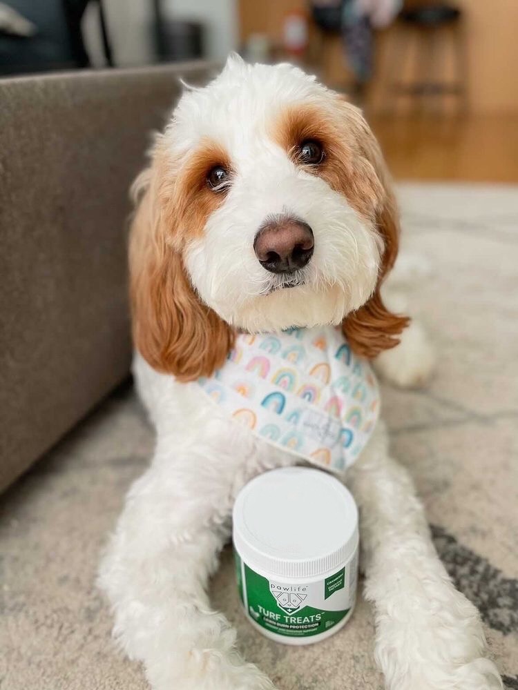 pawlife omega 3 for dogs